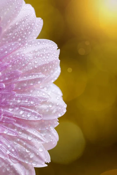 Fondo vertical de pétalos de flores rosadas, concepto de verano — Foto de Stock