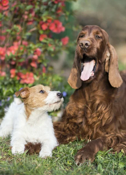 Gelukkige hond vriendschap-cute Jack Russell puppy op zoek naar zijn ya — Stockfoto