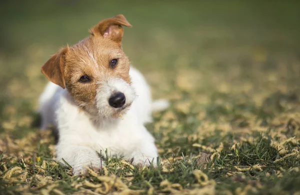 Healthy happy pet dog listening in the grass with funny ears