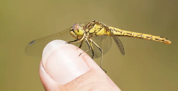 Insect dragonfly resting on a finger — Stock Photo, Image
