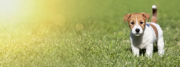 Concepto de verano para mascotas, estandarte de un lindo cachorro de pie en el gr —  Fotos de Stock