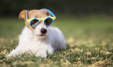 Köpek güneş gözlüğü, mutlu sıcak yaz konsepti, web afiş giyen