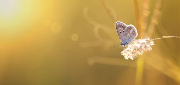 Summer, summertime banner - butterfly sitting on the grass — Stock Photo, Image