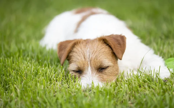 Resting dog, lazy cute pet puppy sleeping in the grass — Stock Photo, Image