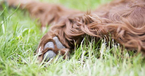 爪子和柔软的毛皮可爱的爱尔兰塞特宠物狗 — 图库照片