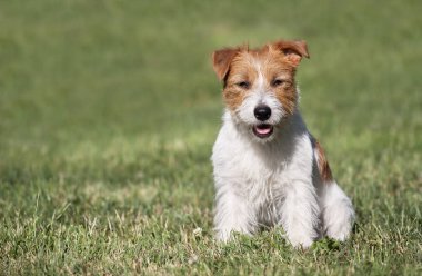 Otların arasında oturan itaatkar mutlu evcil köpek yavrusu