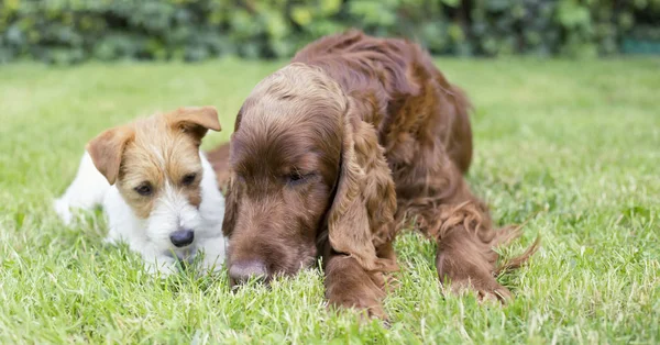 Pet ilişkisi - mutlu köpekler çim koklama — Stok fotoğraf