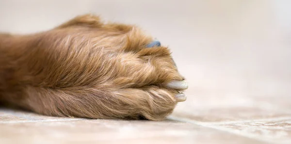 Huisdier hond paw close-up, web banner — Stockfoto