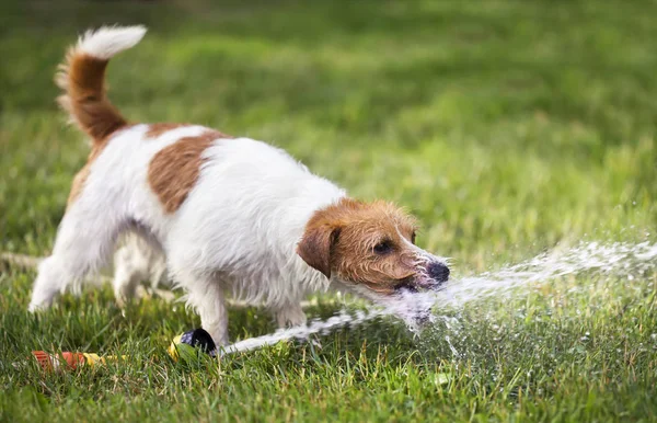 Gelukkige puppy huisdier hond spelen met water, drinken in de zomer — Stockfoto