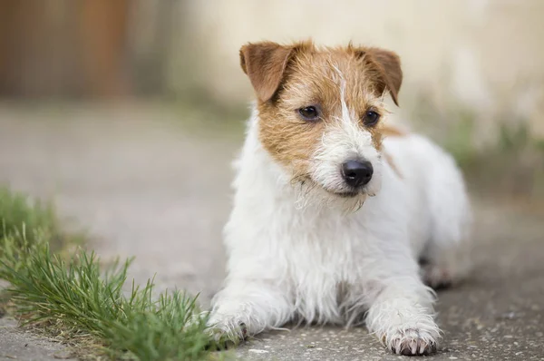 Pequeno cachorro cão de estimação bonito branco — Fotografia de Stock