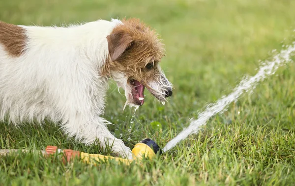Mutlu köpek yavrusu köpek su ile oynarken, yaz aylarında içme