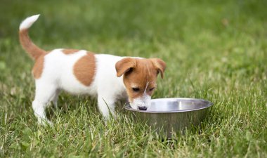 Yaz aylarında çimenlerde su içen küçük köpek yavrusu 