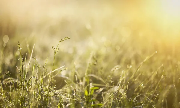 Bir yaz çiy yeşil çim, doğa afiş arka plan