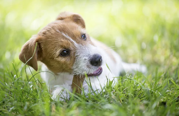 Hund glad frisk sällskapsdjur hundvalp tugga en bena — Stockfoto