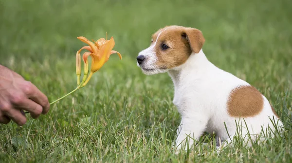 Dog pet puppy smelling a flower