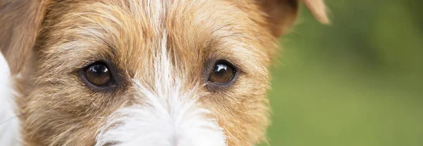 Schöne Augen, Ausdruck Nahaufnahme eines niedlichen Haustiers Hund, Web-Banne — Stockfoto