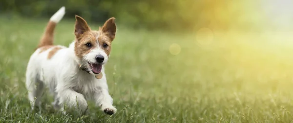 Glad sällskapsdjur hund hundvalp löpande i gräset i sommar — Stockfoto