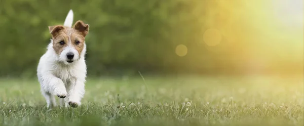 Активний щасливий собачий собачий банер цуценя — стокове фото