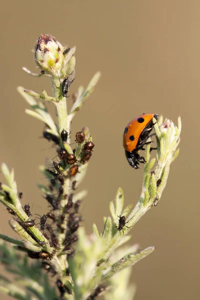 Aphids and a useful ladybug — Stock Photo, Image