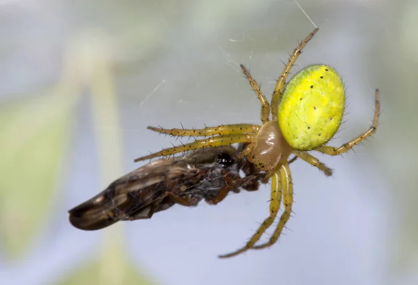 Predator spider eating — Stock Photo, Image