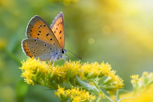 Farfalla arancione seduta su fiori gialli — Foto Stock
