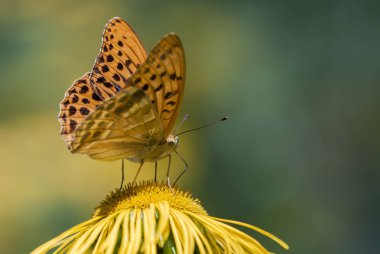 Sarı bir çiçekte yiyen kelebek