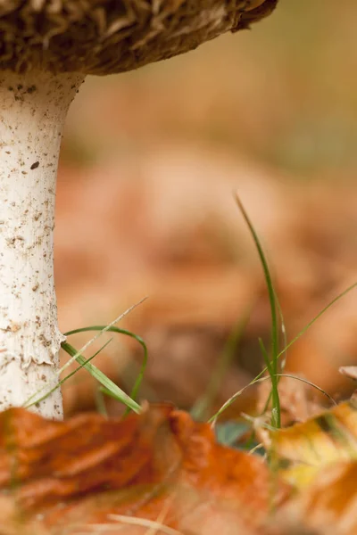 Осенние грибы выслеживают детали с копировальным пространством — стоковое фото