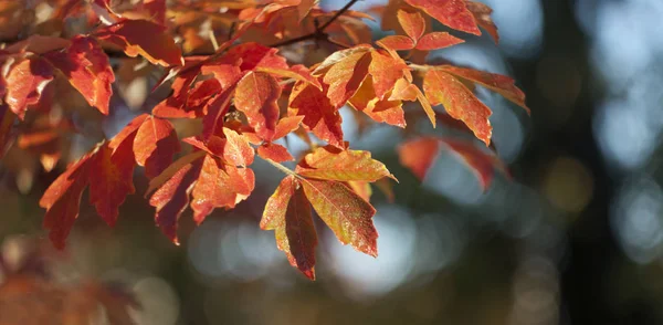 Kırmızı sonbahar web afiş bırakır — Stok fotoğraf