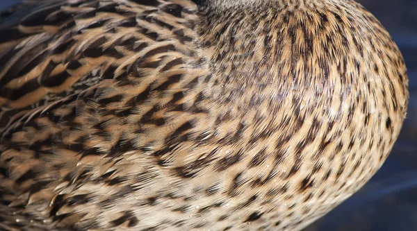 Peří kachní, pozadí s texturovou hlavičkou — Stock fotografie