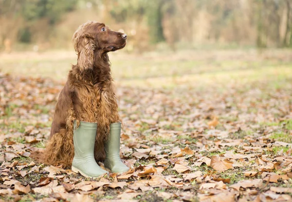 Autumn pet dog sitting in the leaves — Stock Photo, Image