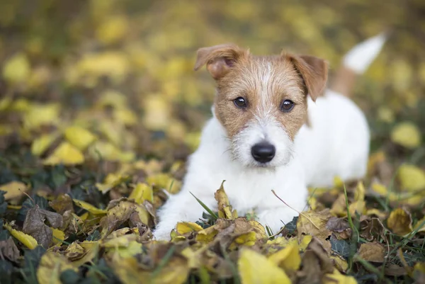 Perro de otoño, lindo cachorro de mascota mirando en las hojas — Foto de Stock