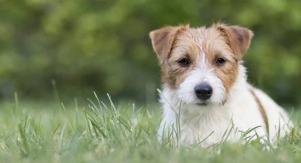 Recreação do cão, banner web de um filhote de cachorro bonito como deitado na grama — Fotografia de Stock