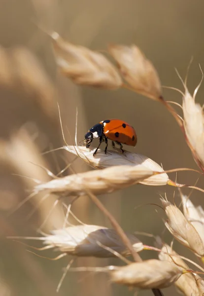 Ladybug in summer — Stock Photo, Image