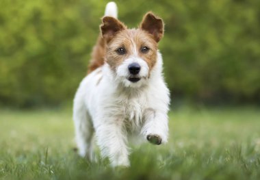 Hayvan eğitimi konsepti, otların üzerinde yürüyen itaatkar köpek.