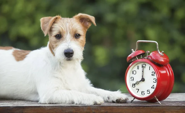 Banner horario de verano, lindo cachorro mirando con un retardo rojo —  Fotos de Stock