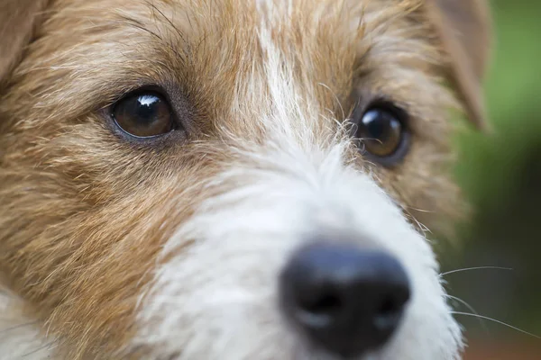 Olhos de um belo cão pensante, close-up — Fotografia de Stock