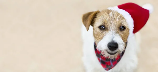 Счастливая собака в шляпе санта, веб-баннер с — стоковое фото