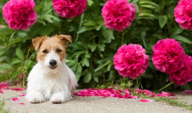 Şirin, küçük, mutlu Jack Russell Terrier köpeği köpeği bahçeye bakıyor şakayık çiçekleri, web afişi
