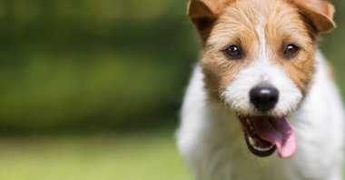Komik, mutlu, çılgın, gülümseyen Jack Russell 'ı heyecanlandıran teriyer köpek yavrusu yazın nefes nefese kalıyordu. Baş, yüz, dil yakın çekim, web pankartı.