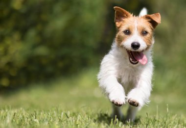 Komik, neşeli, çılgın, çılgın Jack Russell Terrier gülümseyen sevimli köpek yavrusu çimlerin üzerinde koşuyor ve zıplıyor.