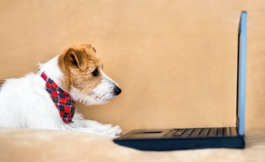 Şirin Jack Russell Terrier köpeği. Bilgisayara bakıyor ve öğreniyor. İnternette sörf yapıyor.