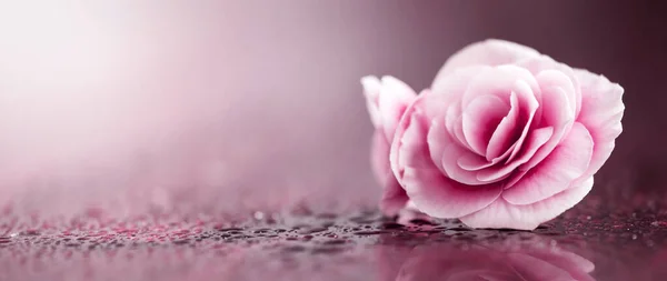 Фиолетовый Розовый Мягкий Цветок Веб Баннер Идея Поздравительной Открытки Копирование — стоковое фото