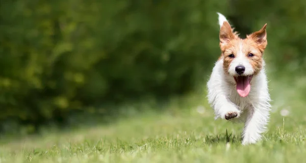Vicces Játékos Boldog Jack Russell Terrier Kiskutya Fut Fűben Mosolyog — Stock Fotó