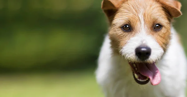 Roligt Glad Glad Galen Leende Upphetsad Jack Russell Terrier Sällskapsdjur — Stockfoto