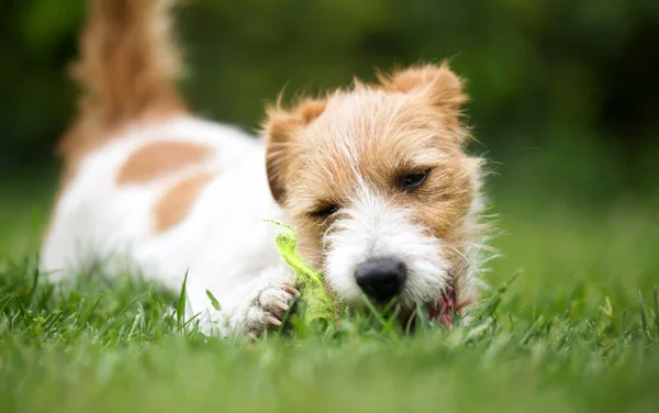 Неслухняний Грайливий Джек Россел Тер Собака Цуценя Жує Тенісний Траві — стокове фото