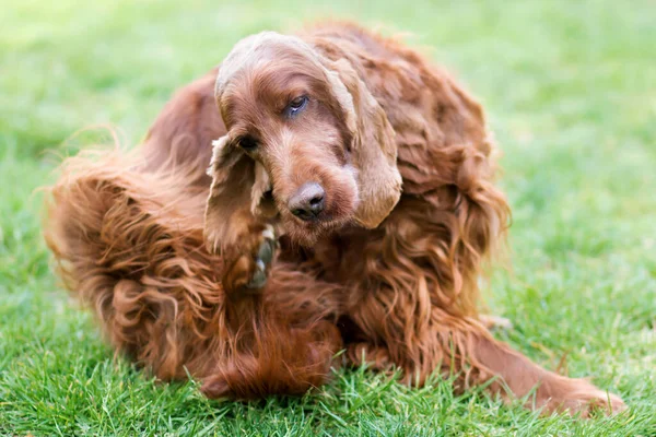 Cute Furry Irish Setter Pet Dog Scratching Itching Grass — Stock Photo, Image