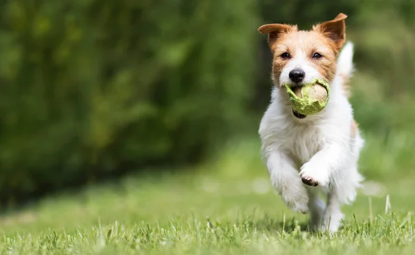 Çimlerin Üzerinde Koşan Tenis Topu Getiren Neşeli Mutlu Bir Köpek Stok Resim