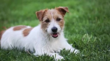 Mutlu köpek yavrusu çimenlerde gülümsüyor ve ağzını yalıyor.
