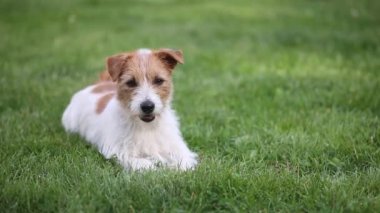 Mutlu, sevimli, sevimli, dost canlısı küçük Jack Russell Terrier köpeği kuyruğunu çimenlerde sallıyor ve gülümsüyor.