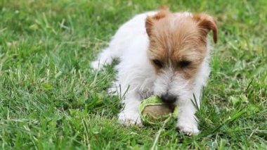 Yaramaz oyuncu Jack Russell Terrier köpeği tenis topu çiğniyor, evcil hayvan eğitimi konsepti